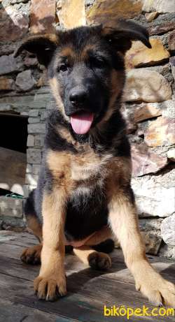 Showline Alman Çoban Köpeği 3