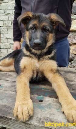 Showline Alman Çoban Köpeği 4