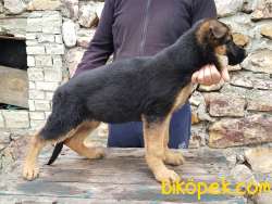Showline Alman Çoban Köpeği 1