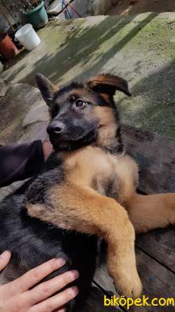 Showline Alman Çoban Köpeği 2