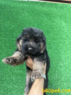 Showline Alman Kurdu Yavrular 4