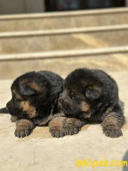 Showline Alman Kurdu Yavrular 1