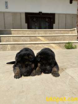 Showline Alman Kurdu Yavrular 3