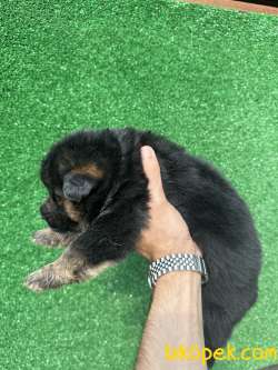 Showline Alman Kurdu Yavrular 5