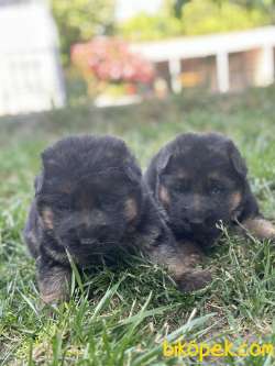 Showline Alman Kurdu Yavrular 2