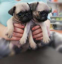Şi̇ri̇n Pug Bebekleri̇mi̇z 1