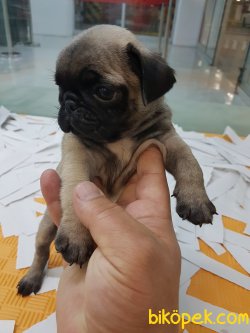 Şi̇ri̇n Pug Bebekleri̇mi̇z 3