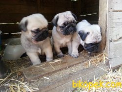 Şi̇ri̇n Pug Bebekleri̇mi̇z 2