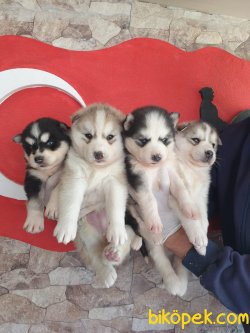 Sibirya Husky Maskeli Mavi Gözlü Çok Şeker Yavrularım 5