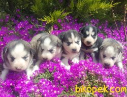 Sibirya Husky Maskeli Mavi Gözlü Çok Şeker Yavrularım 1