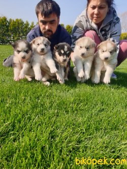 Sibirya Husky Maskeli Mavi Gözlü Çok Şeker Yavrularım 4