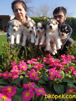 Sibirya Husky Maskeli Mavi Gözlü Çok Şeker Yavrularım 2