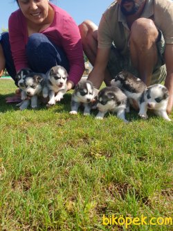 Sibirya Husky Maskeli Mavi Gözlü Çok Şeker Yavrularım 4
