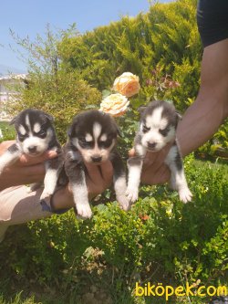 Sibirya Husky Maskeli Mavi Gözlü Çok Şeker Yavrularım 1