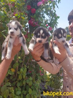 Sibirya Husky Maskeli Mavi Gözlü Çok Şeker Yavrularım 2