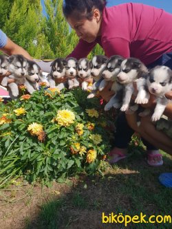 Sibirya Husky Maskeli Mavi Gözlü Çok Şeker Yavrularım 3