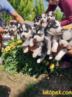 Sibirya Husky Maskeli Mavi Gözlü Çok Şeker Yavrularım 5