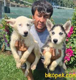 Sibirya Husky Mavi Gözlü Yavrular 5