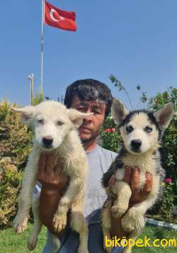 Sibirya Husky Mavi Gözlü Yavrular 2
