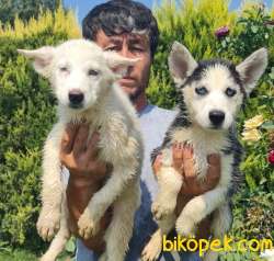 Sibirya Husky Mavi Gözlü Yavrular 3