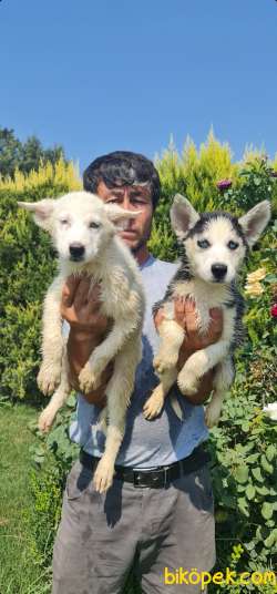 Sibirya Husky Mavi Gözlü Yavrular 4
