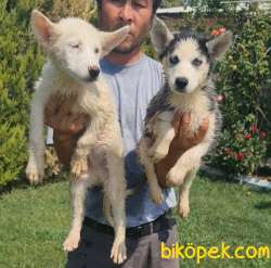 Sibirya Husky Mavi Gözlü Yavrular 1