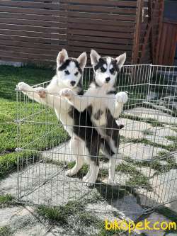 SİBİRYA Husky (sibirya Kurdu) Yavruları 1