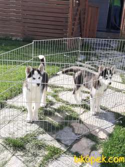 SİBİRYA Husky (sibirya Kurdu) Yavruları 2