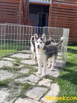 SİBİRYA Husky (sibirya Kurdu) Yavruları 5