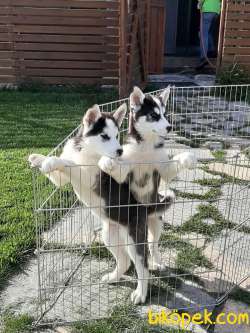 SİBİRYA Husky (sibirya Kurdu) Yavruları 3