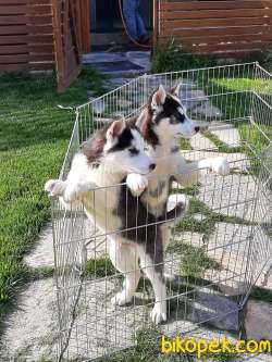 SİBİRYA Husky (sibirya Kurdu) Yavruları 4