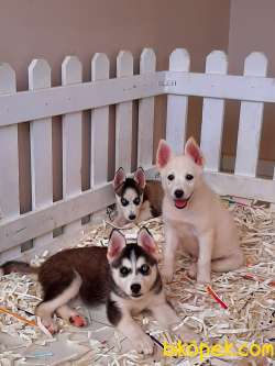 SAFKAN SİBİRYA HUSKY YAVRULARI 3
