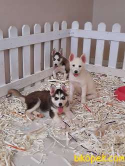 SAFKAN SİBİRYA HUSKY YAVRULARI 4