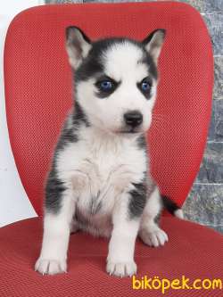 SİBİRYA HUSKY YAVRULARI 2