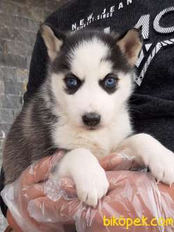 SİBİRYA HUSKY YAVRULARI 4