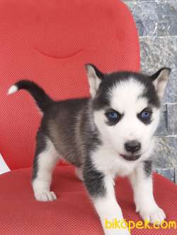 SİBİRYA HUSKY YAVRULARI 4
