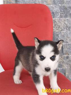 SATILIK Sibirya Husky Yavrulari 2