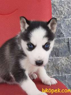 SATILIK Sibirya Husky Yavrulari 5