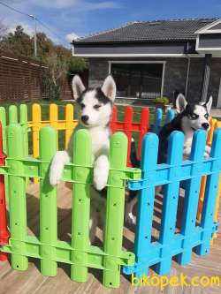 Sibirya Husky Yavrulari 1