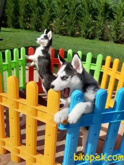 Sibirya Husky Yavrulari 3