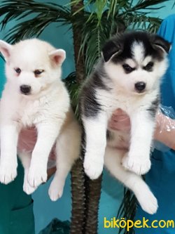 SİBIRYA HUSKY YAVRULARIMIZ 1
