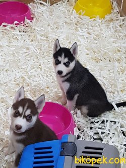 SİBIRYA HUSKY YAVRULARIMIZ 3