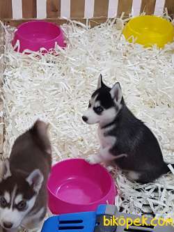 SİBIRYA HUSKY YAVRULARIMIZ 2