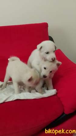 Sibirya Kurdu (Albino) 3