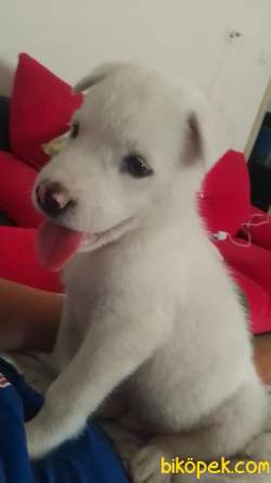 Sibirya Kurdu (Albino) 2