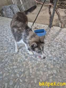 Sibirya Kurdu (Husky) Boz Renk Dişi 1 Yaşında Kısır Değildir 3