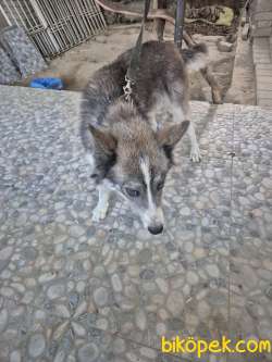 Sibirya Kurdu (Husky) Boz Renk Dişi 1 Yaşında Kısır Değildir 4