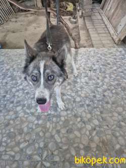 Sibirya Kurdu (Husky) Boz Renk Dişi 1 Yaşında Kısır Değildir 5