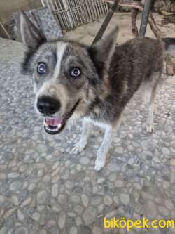 Sibirya Kurdu (Husky) Boz Renk Dişi 1 Yaşında Kısır Değildir 1