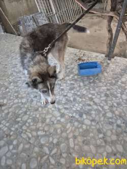 Sibirya Kurdu (Husky) Boz Renk Dişi 1 Yaşında Kısır Değildir 2